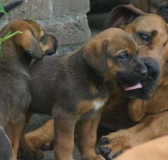 Foto 2 van de pups