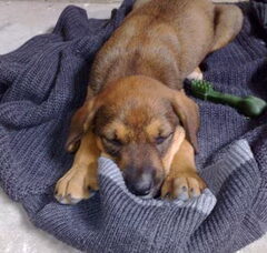Foto 3 van de pups