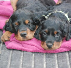 Foto 3 van de pups