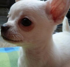 Foto 2 van de pups