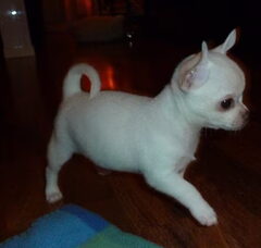 Foto 3 van de pups