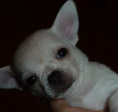 Foto 4 van de pups