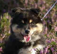 Foto 4 van Kennel Karpalosadun