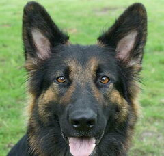 Foto 4 van Oudduitse herder kennel Des Quatre Montagnes