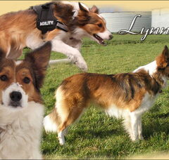 Foto 2 van "Beautiful Day's Border Collies"