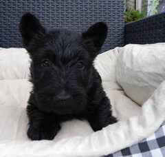 Foto 2 van de pups