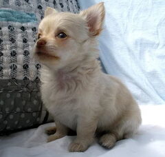 Foto 2 van de pups