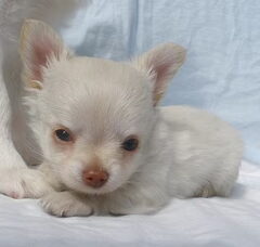 Foto 3 van de pups