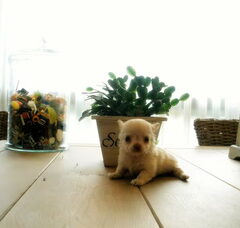 Foto 4 van de pups