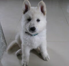 Foto 2 van de pups