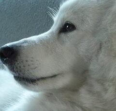 Foto 2 van Schylger Samoyeds