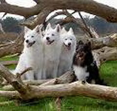 Foto 4 van Schylger Samoyeds