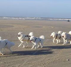 Foto 5 van Schylger Samoyeds