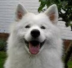 Foto 6 van Schylger Samoyeds