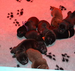Foto 2 van de pups