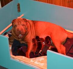 Foto 3 van de pups