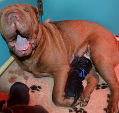 Foto 4 van de pups