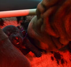 Foto 5 van de pups