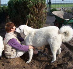 Foto 2 van Kuvaszkennel Északi Irányban