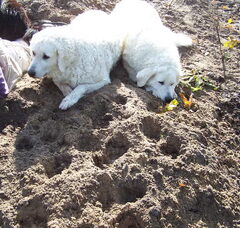 Foto 3 van Kuvaszkennel Északi Irányban