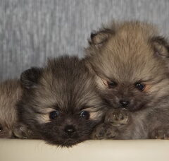 Foto 2 van de pups