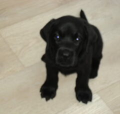 Foto 2 van de pups