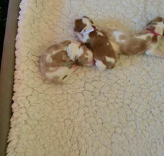 Foto 2 van de pups