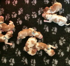 Foto 3 van de pups