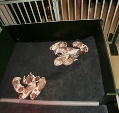 Foto 4 van de pups