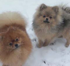 Foto 2 van de pups