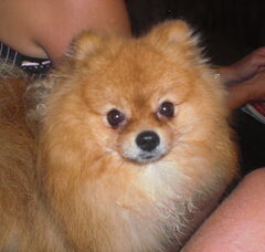 Foto 3 van de pups
