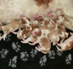 Foto 3 van Of The New Born Beauty's