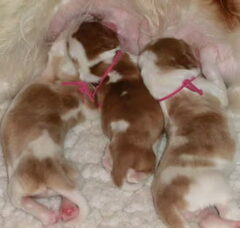 Foto 4 van Of The New Born Beauty's