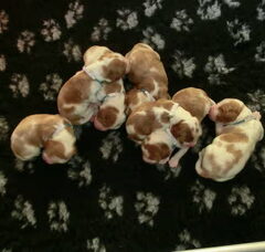 Foto 5 van Of The New Born Beauty's