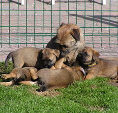 Foto 2 van de pups