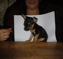 Foto 5 van Praagse Ratlerek