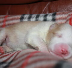 Foto 2 van de pups