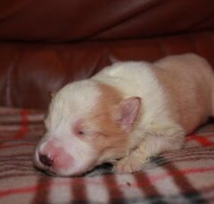 Foto 3 van de pups