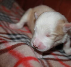 Foto 4 van de pups