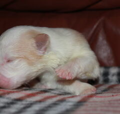 Foto 5 van de pups