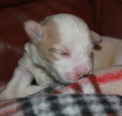 Foto 6 van de pups