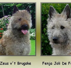 Foto 2 van de pups