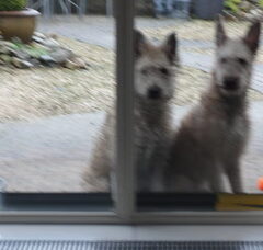 Foto 3 van de pups