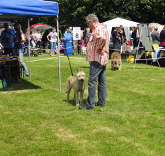 Foto 4 van de pups
