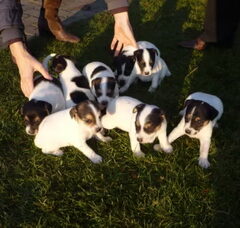 Foto 2 van de pups