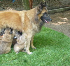 Foto 3 van van den hegakker