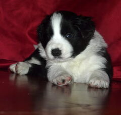 Foto 2 van de pups