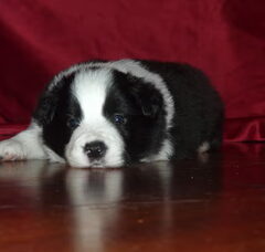 Foto 3 van de pups