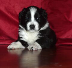 Foto 4 van de pups