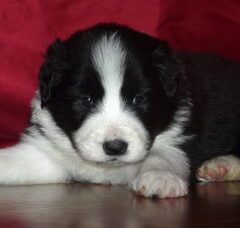 Foto 5 van de pups
